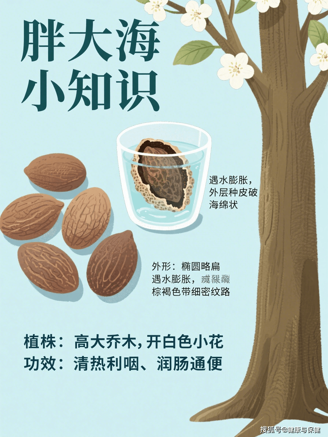 药食推荐丨润喉化痰、润肠通便的植物种子，KTV“麦霸”必备