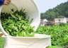 理想华莱夏采开摘 解锁黑茶夏韵密码