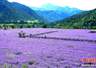 四川松潘薰衣草花海进入最佳观赏期