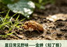 三伏天网红“知了猴”,这几种人不宜食用