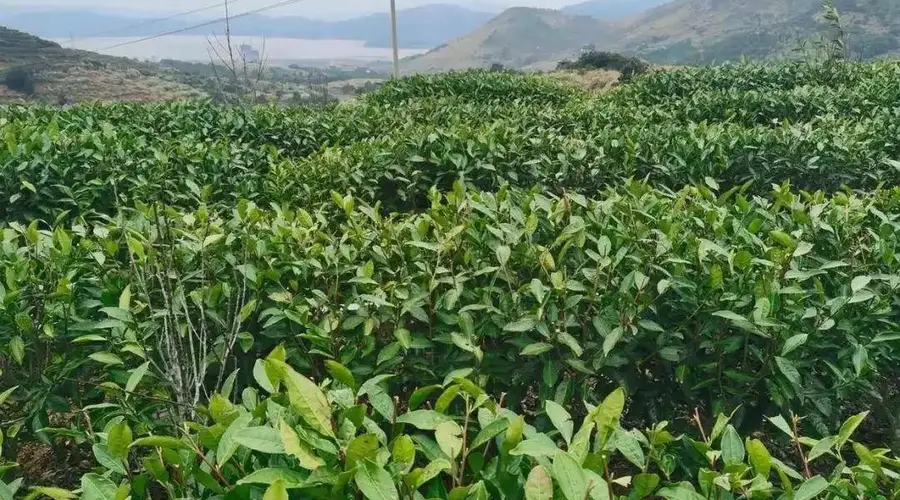 从一芽难求到连梗带叶皆是宝 温州抹茶带来“海的味道”