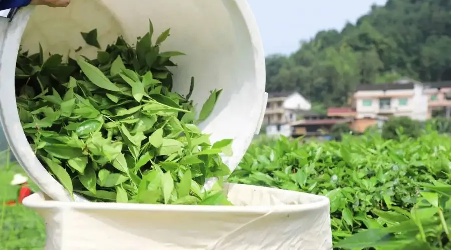 理想华莱夏采开摘 解锁黑茶夏韵密码