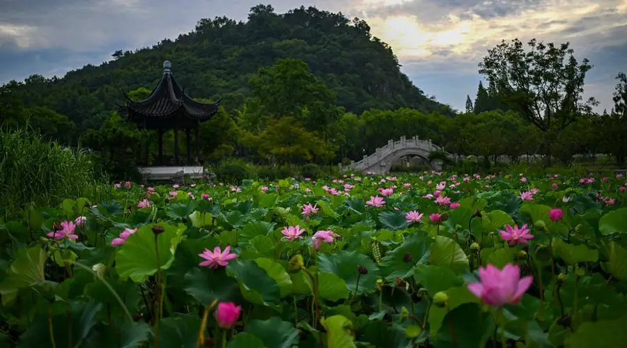 江苏昆山亭林园荷花盛开 游人如织尽享夏日美景