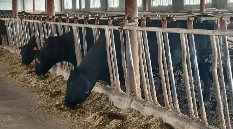 齐齐哈尔牛肉为啥比国外的香嫩?关键在谷物育肥和排酸工艺