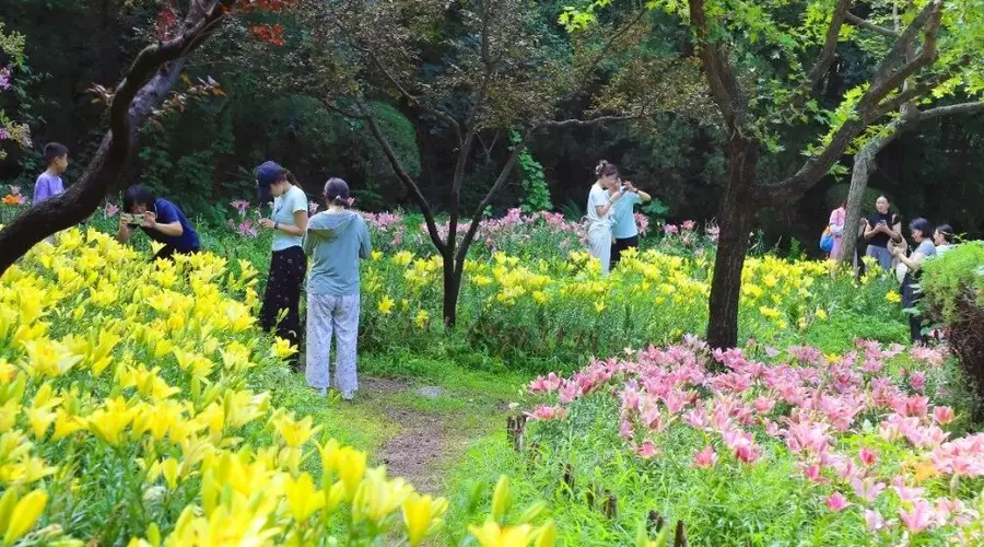 济南红叶谷景区30万余株百合花次第绽放
