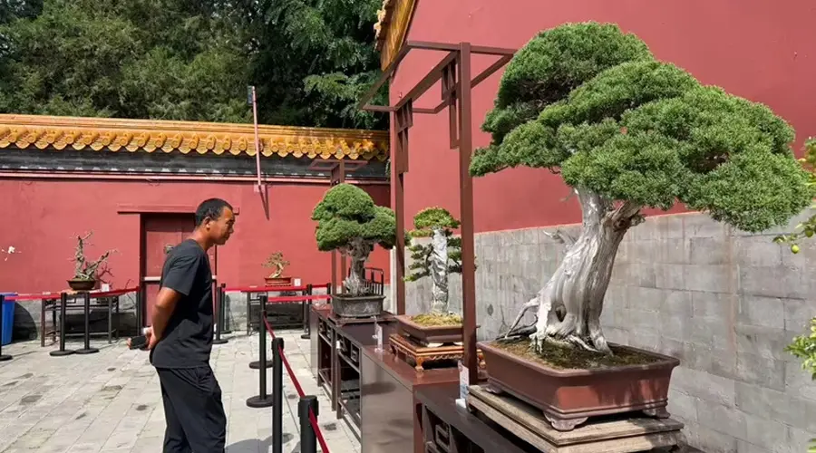京津冀盆景艺术展开幕 近300盆精品盆景亮相景山公园