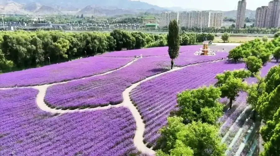 黄河花堤:藏在黄河臂弯里的四季花海秘境