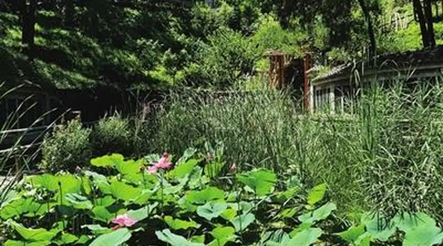 百望山森林公园：夏日清凉好去处