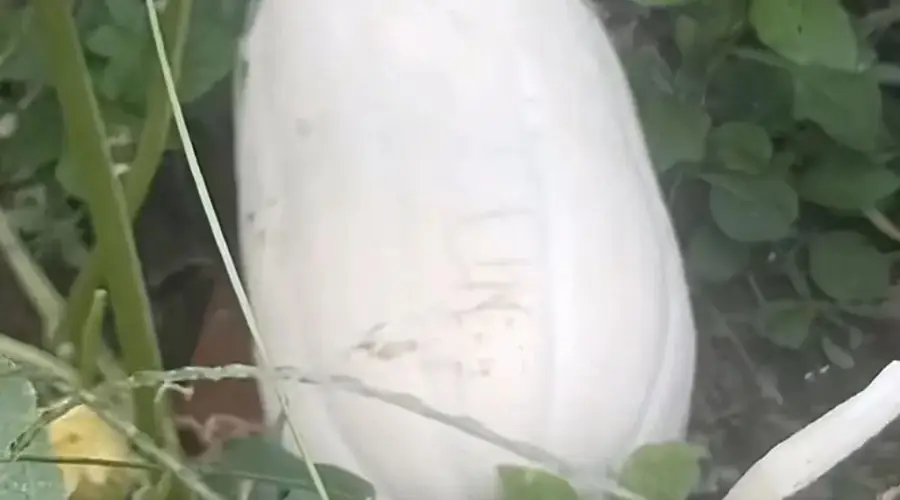 【南沙风情】栟茶夏天的饭桌上，少不了一盘韭菜炒笋瓜