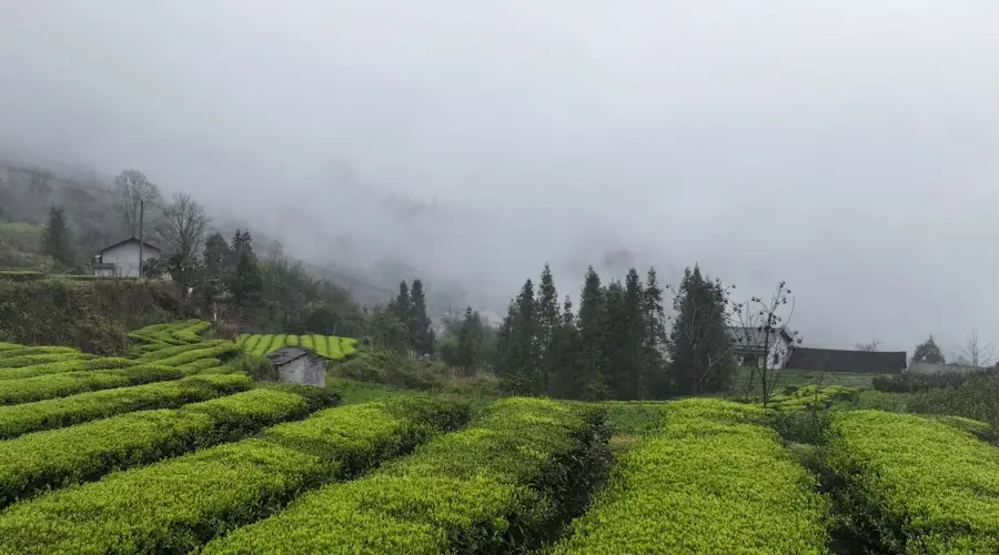 桑植白茶添新种 西莲1号茶香助农扩产业