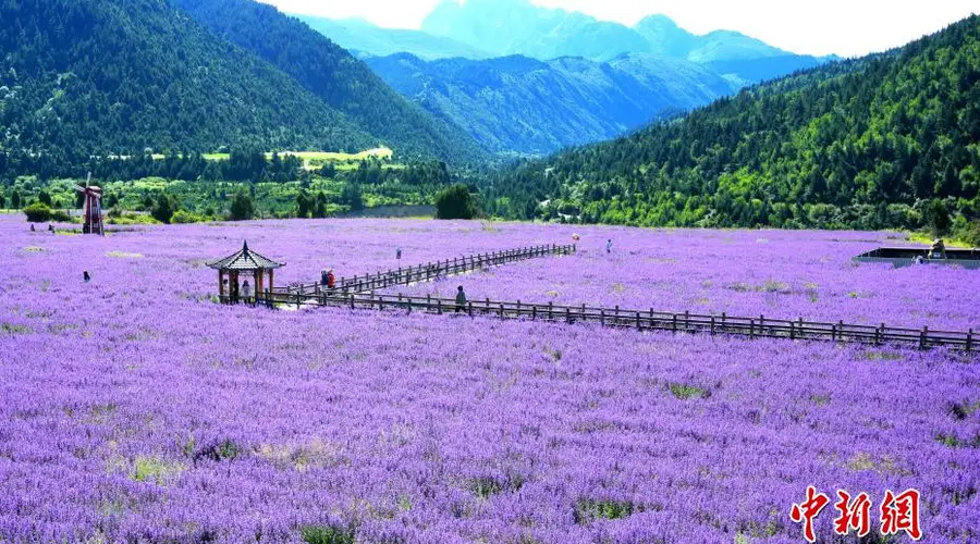 四川松潘薰衣草花海进入最佳观赏期