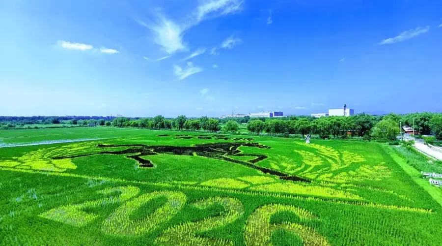 丰台王佐佃起村稻田画现最佳观赏期 三色稻绘出2026生态王佐主题