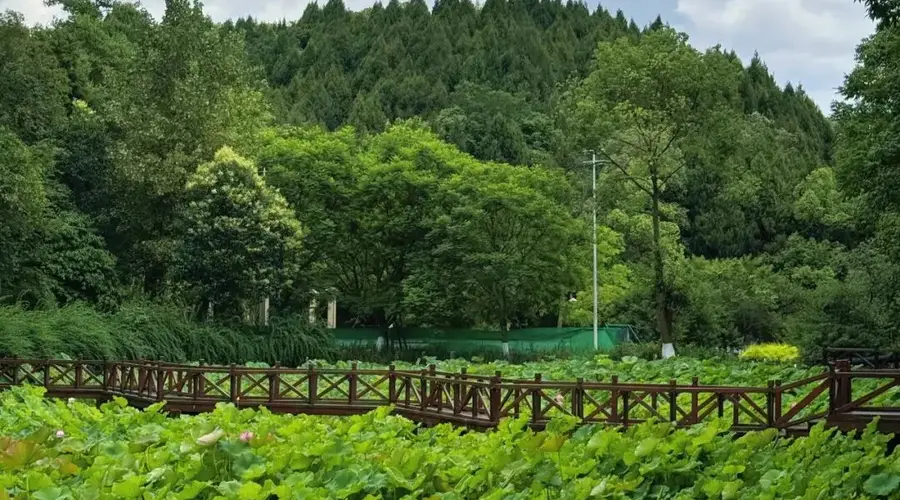 德阳盛夏赏荷地 三条打卡路线新鲜发布