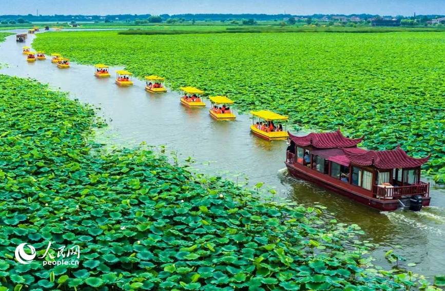 “荷”你有约 第五届周口荷花节暨文旅消费季启幕