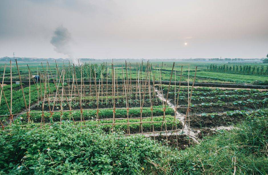 夏天随处可见的时令野菜！清爽适口，夏季轻养别错过