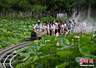 小火车穿行荷塘间 安徽城市公园解锁夏日浪漫