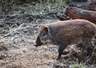 :夏威夷野猪泛滥:40万头"超级混血猪"横行度假胜地