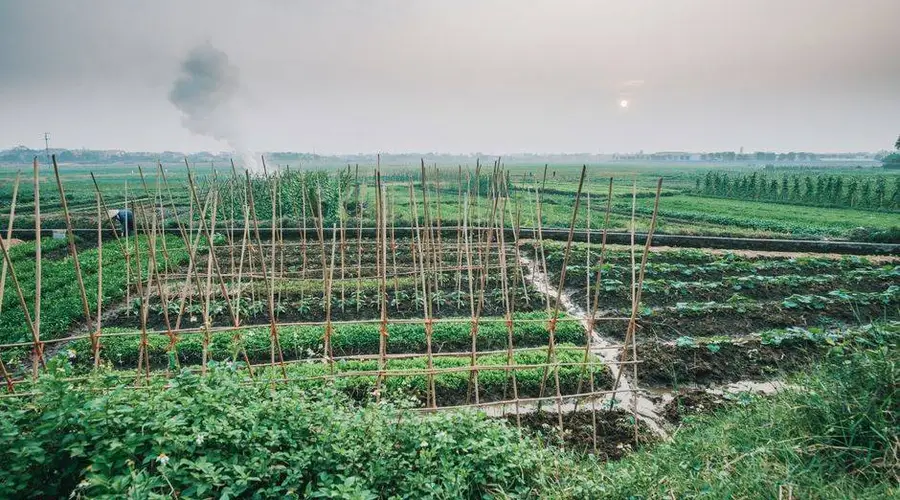 夏天随处可见的时令野菜!清爽适口,夏季轻养别错过