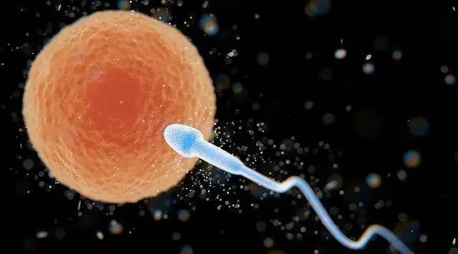 备孕男女别瞎信助孕食物 规律生活比啥都强