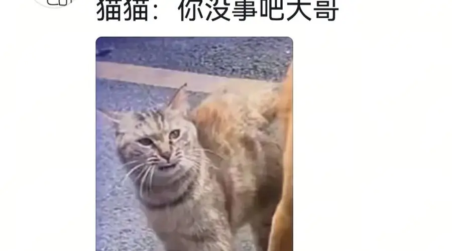 狗将鸡咬死后倒地不起,狗主人猛扇十个巴掌后狗子依旧不动…评论区劝狗主人不要再打了,狗子好像有一点si了…狗主人:这招也就骗骗你们…
