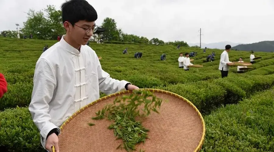 江西茶文化专题导游词