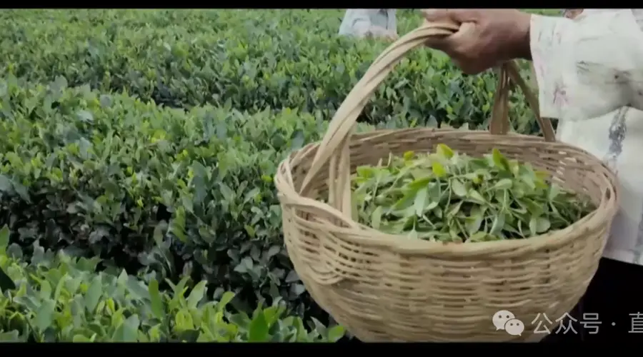 日照绿茶非遗匠心登陆香港新亚太电视台