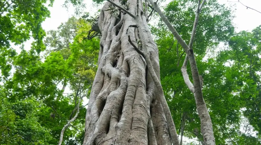 探索西双版纳热带雨林的奥秘:为何总让人心驰神往?