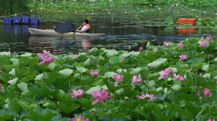 龙潭西湖荷花绽放 开启夏日赏荷季
