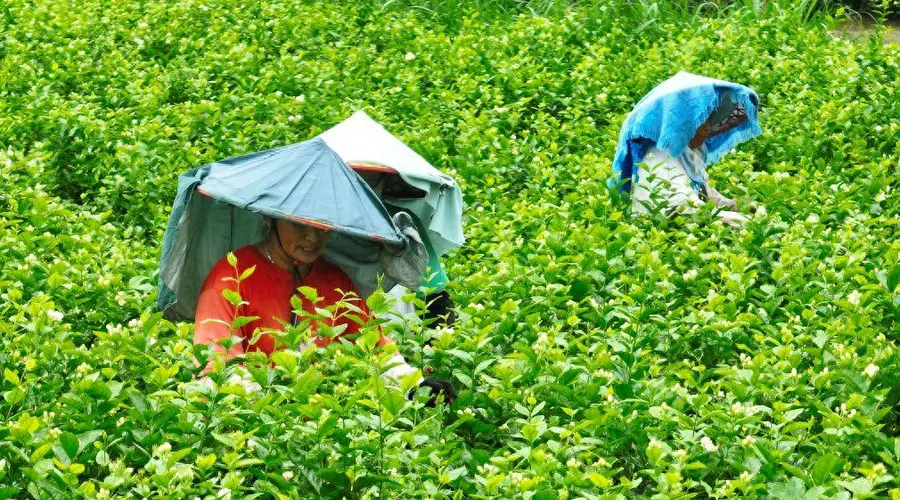 福州:非遗茶香赋能文旅新发展