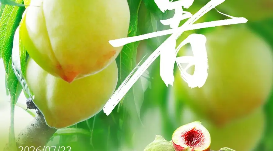 优·时节：大暑蒸炎夏 桃尖沁绯红