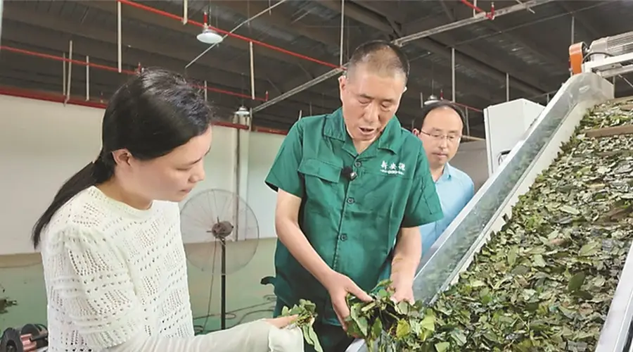 佛子岭镇推广夏秋茶收用 带动茶农增收近20万元