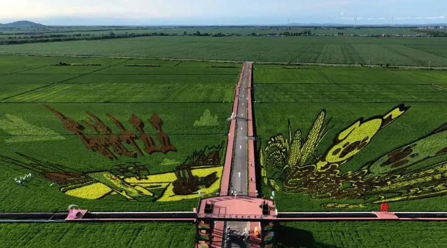 追着稻香赴田园！稻田画卷带火冰城乡村游