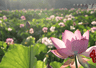 千城百县看中国丨福建：夏日赏荷正当时