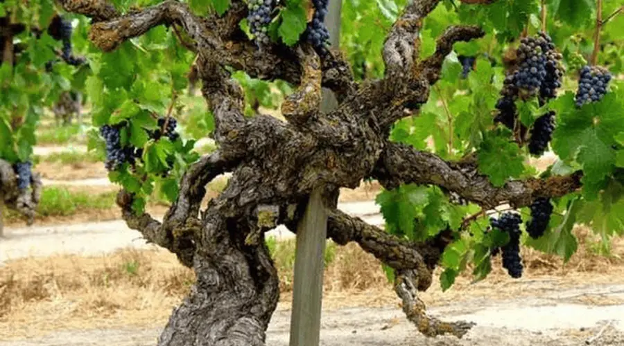 老藤,究竟多老的葡萄藤才能被称为“Old Vine”?