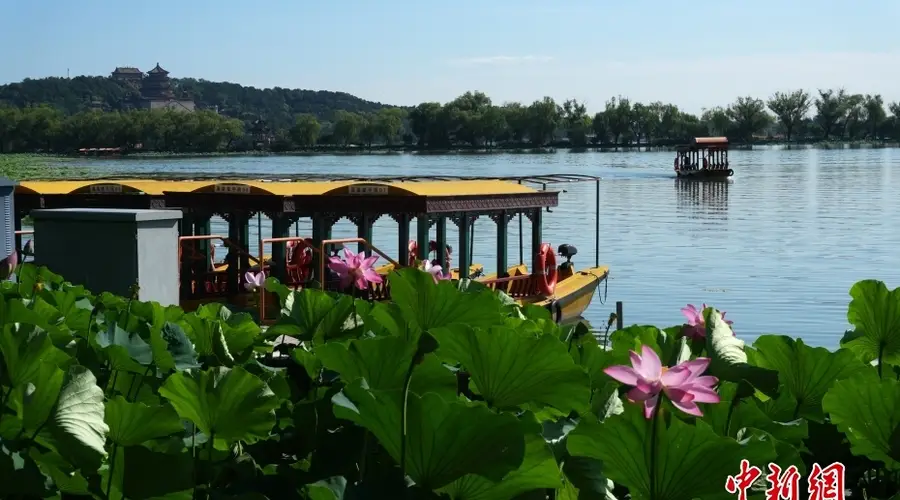 北京: 颐和园荷花进入盛花期 画舫泛舟引游客赏夏日湖景