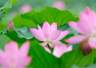 北京圆明园千余亩荷花进入最佳观赏期 本届荷花节引进新优品种近200种