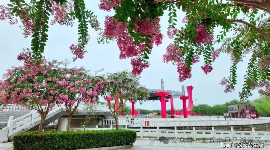 商丘日月湖景区：紫薇花开