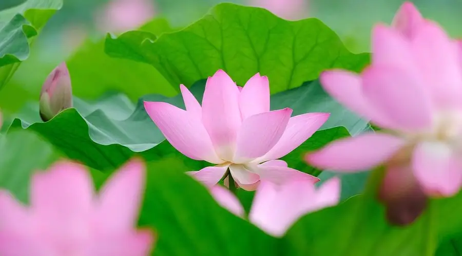 北京圆明园千余亩荷花进入最佳观赏期 本届荷花节引进新优品种近200种