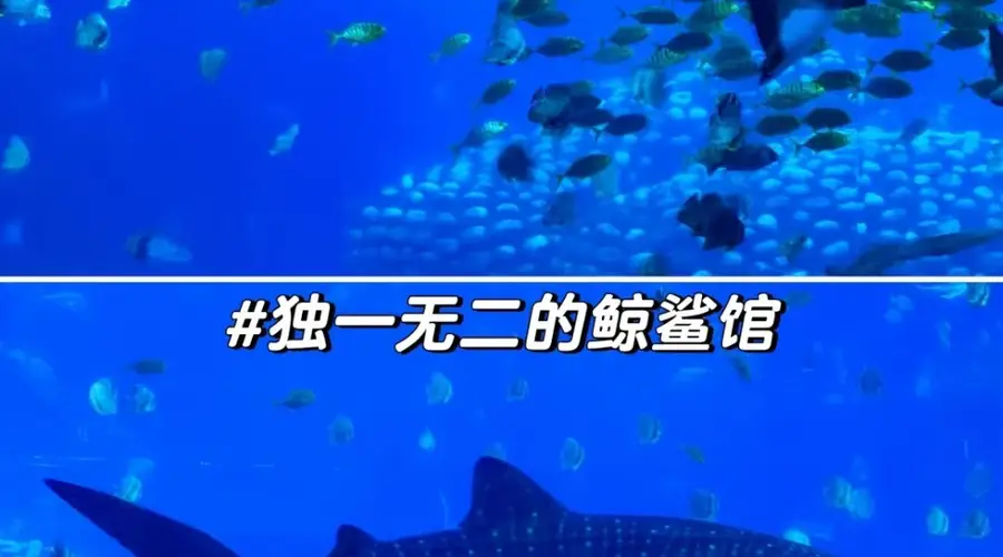 2026甄选清远专业的周边海岛游服务公司选择标准