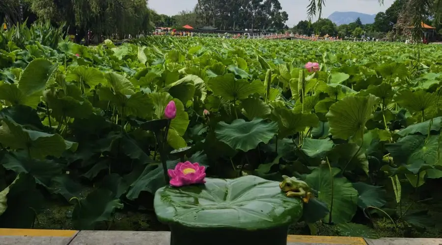 昆明市大观公园第二十二届荷花文化节将于7月4日启幕