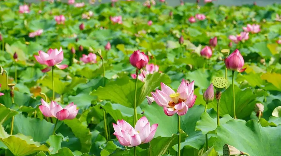 “荷”你相约!长沙宝藏荷塘打卡指南(附拍摄攻略)
