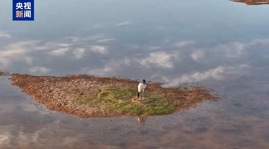 美丽中国行丨万物比邻 各得其乐!看三江源国家公园的动人风景