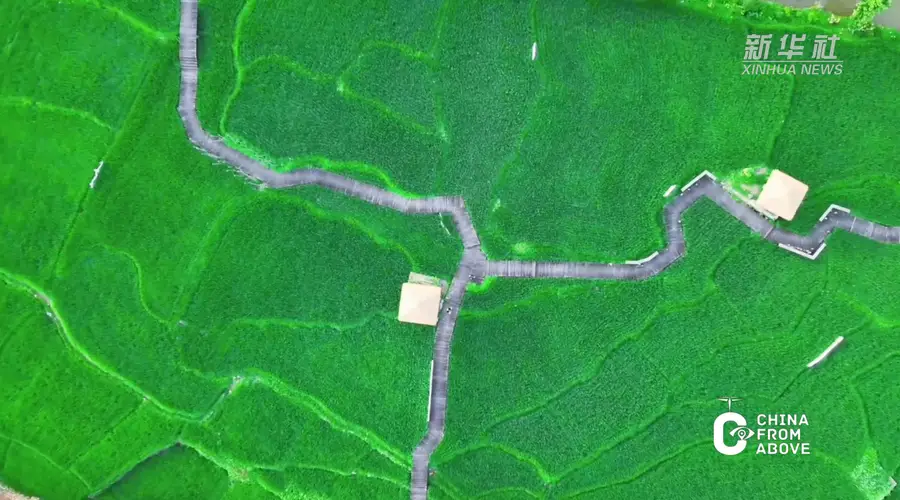 福建:青穗垂田稻香漫,田园画卷正丰年