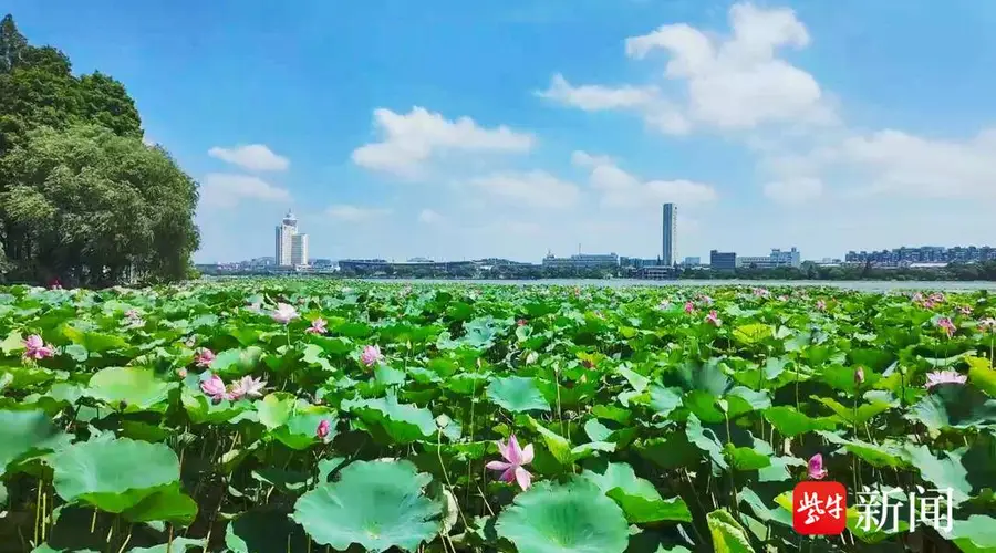 为一片荷,赴一座城:苏州拙政园与南京玄武湖何以成为“慢充旅行”顶流