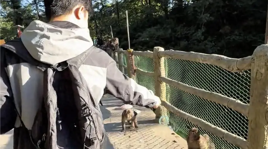 峨眉山景区回应：猴子天生怕蛇 建议游客勿模仿用假蛇驱赶
