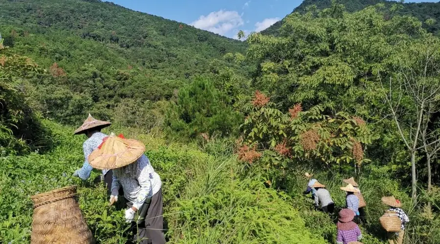 老茶茶多酚大变身！成分转化造就全新生物活性