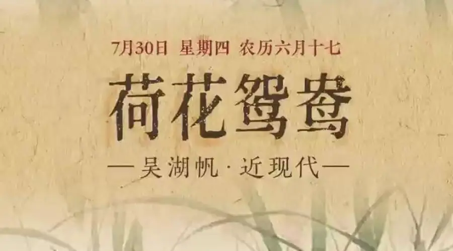 7月30日《荷花鸳鸯》画面发布：莲荷映初绽 鸳鸯相依偎