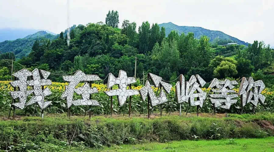 秦岭北麓葵海绽放 蓝田牛心峪绘就秋日田园画卷