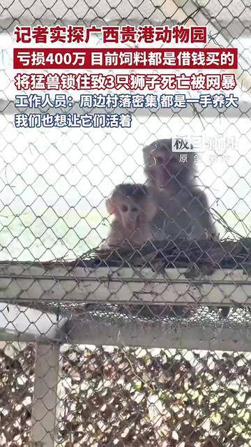 广西贵港动物园被淹后最新消息：3只狮子死亡，草食动物几乎没了