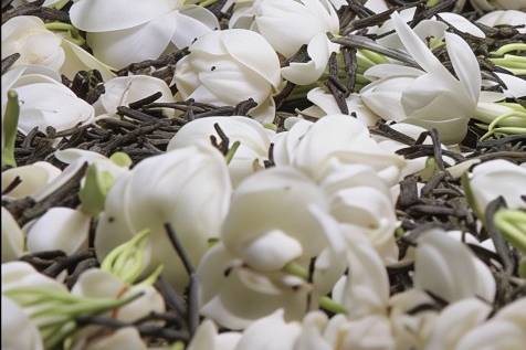 喝茉莉花茶只是骗骗舌头嘛？30秒内讲清楚